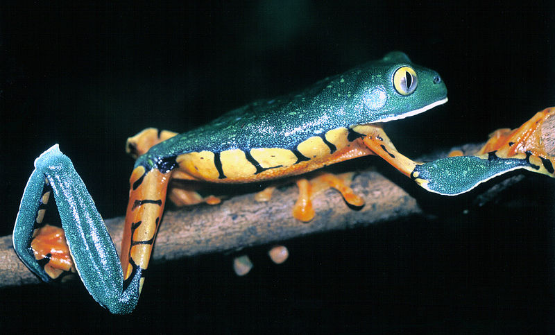 Grenouille splendide de feuille
